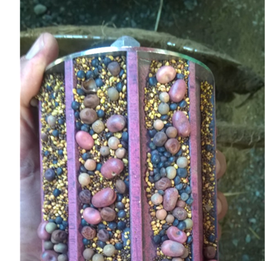 Mélange de semences de couverts lors de semis de colza associé aout 2018 (ASBL Greenotec)