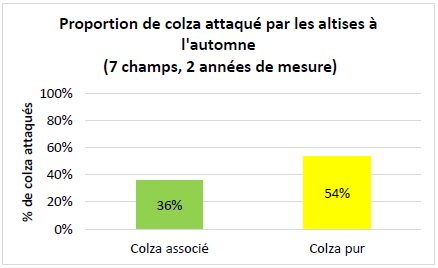 Colza altise