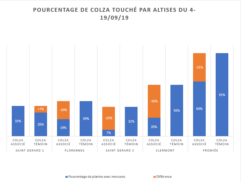 Comptage piqures de petites altises 1