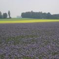 Cr phacelie en fleurs 4