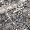Limace sous mulch 2