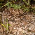 Phacelie en decomposition