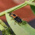 20220621 larve coccinelle pucerons sur vesce