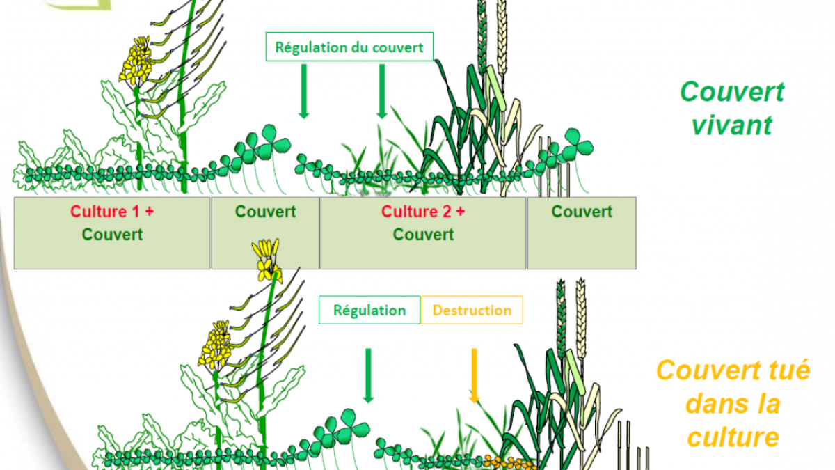 Arvalis semis direct du froment dans couvert vivant ou detruit 3