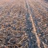 Faucheuse moutarde decembre