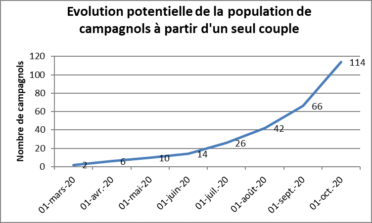 Graph evolution campagnols