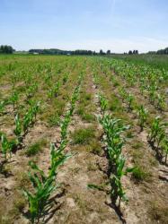 2 passages de Strip Till