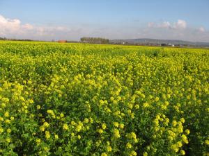 Moutarde en fleurs