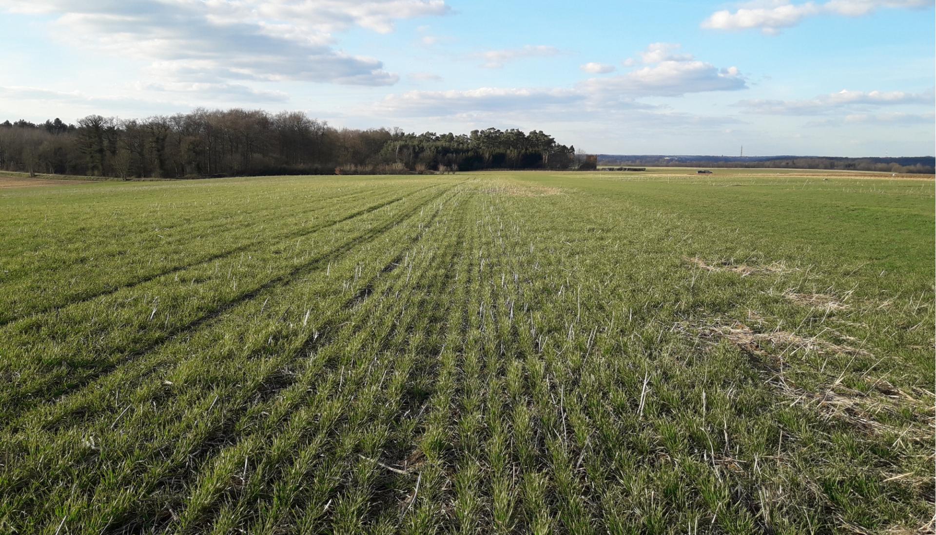 Semi direct cereales ble avec residus