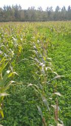 Modalité Strip Till