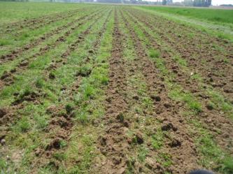 Strip-till dans une prairie 1passage à gauche/ 2 passages à droite