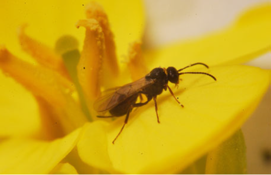 Tersilochus heterocerus