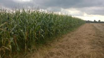 MaÏs en Strip-Till 2 passages