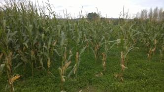 Maïs en Strip-Till :1 passage à gauche et Maïs en semis direct à droite