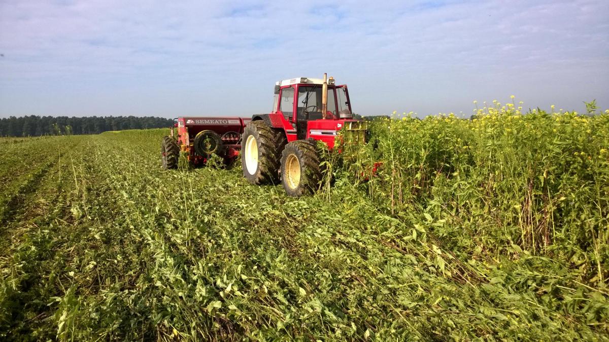 Semis direct de froment d'hiver