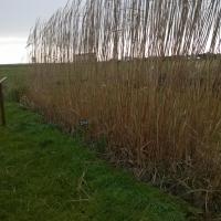 Bande de miscanthus